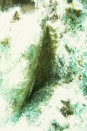 Gezähnte Kreiselschnecke (Tectus dentatus)